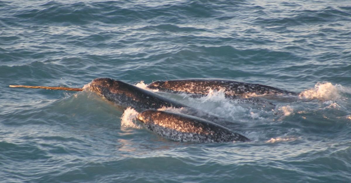 Narwhal names - A pod of narwhals swimming