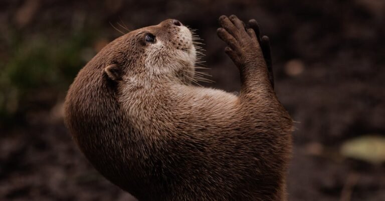 448 Adorable and Creative Otter Names for Every Personality