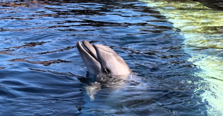 350 Popular Dolphin Names: Fun, Unique, and Cute