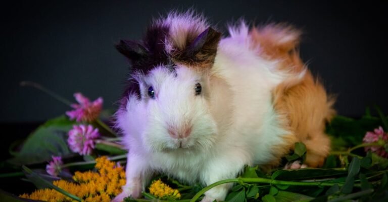 350 Guinea Pig Names: Cute, Funny, Unique & More