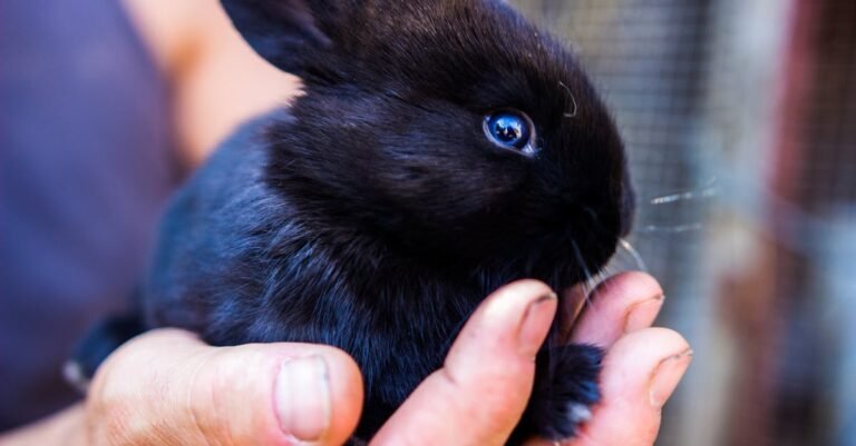 347 Unique and Cute Black Rabbit Names for Your Charming Pet