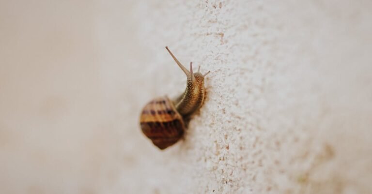 325 Creative Snail Names: Fun Ideas for Your Beloved Pet Snail