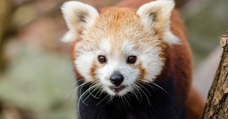 300 Cute  and Cool Red Panda Names for Your Furry Friend