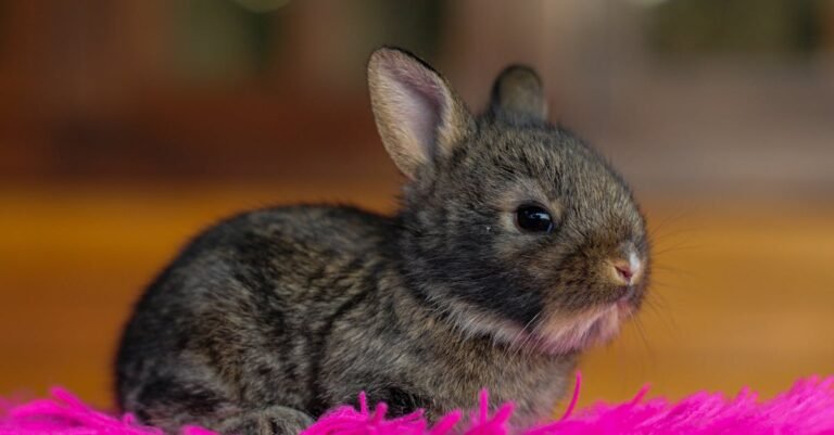 300 Gray Rabbit Names: Unique, Cute, and Funny Ideas
