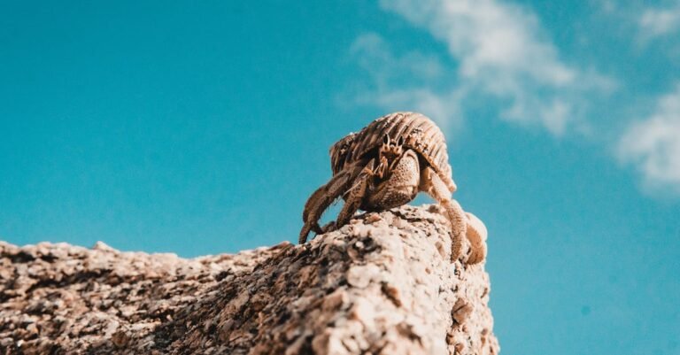 399 Creative Hermit Crab Names: Cute, Funny, Unisex & More