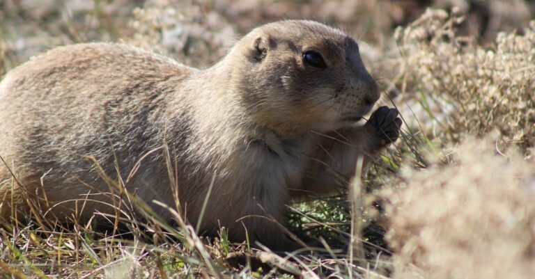 248 Creative Gopher Names for Your Burrowing Buddy