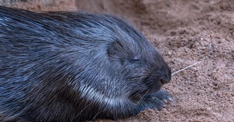 247 Creative Porcupine Names: Cute, Funny, and Unique Ideas