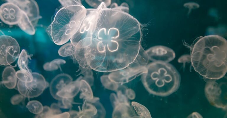 298 Captivating Jellyfish Names: Cute, Funny, and Unique