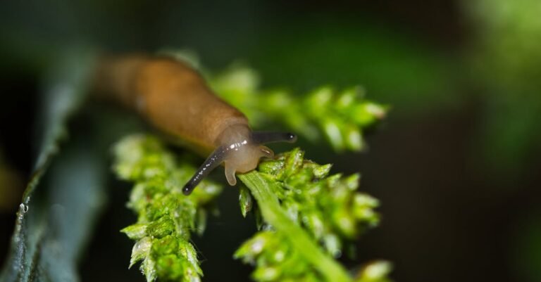 297 Creative Slug Names: From Playful Pets to Elegant Sea Slugs