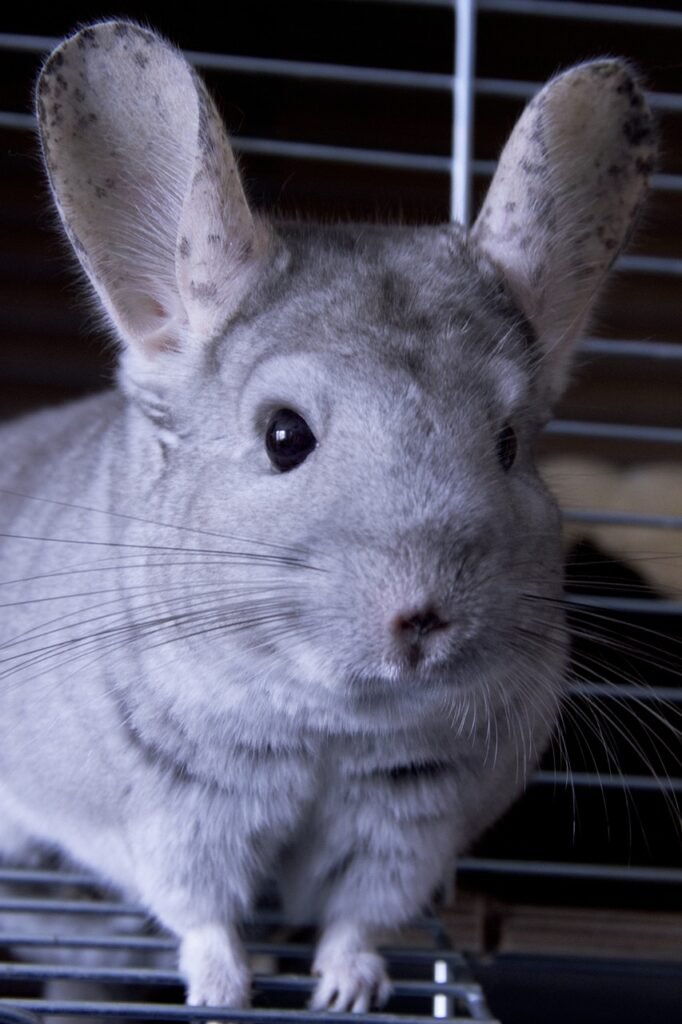 chinchilla, grey, animal