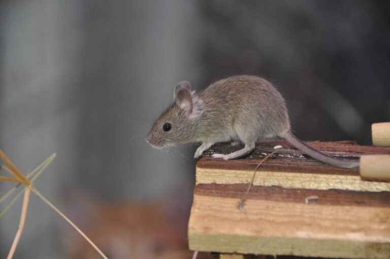 mouse, nature, rodent