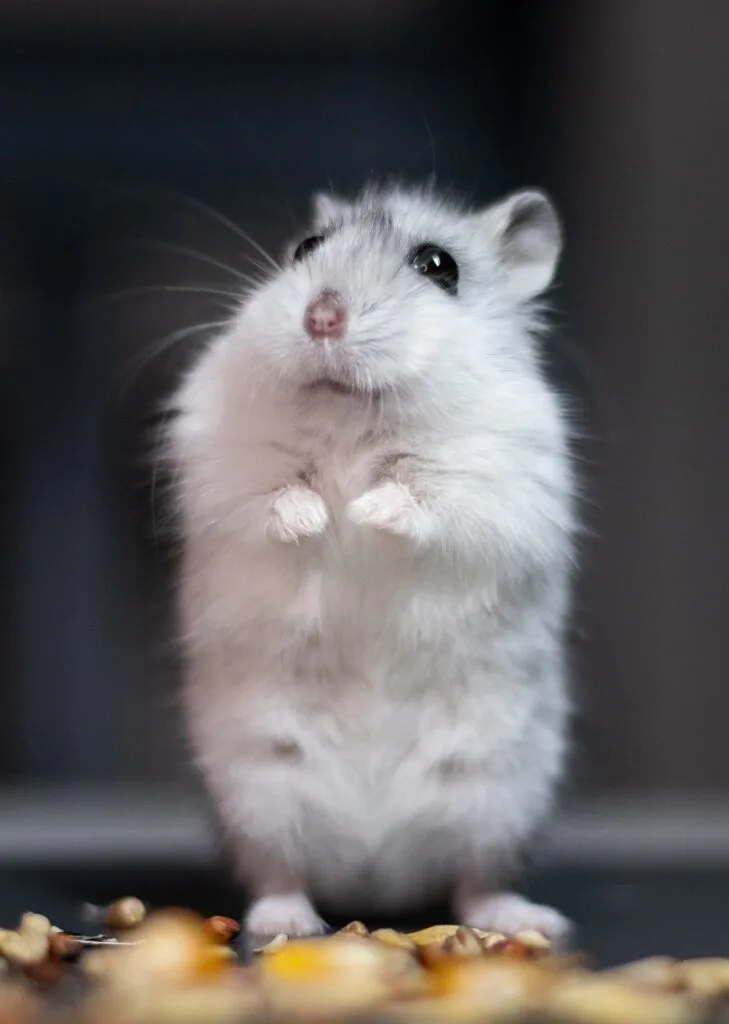 hamster, rodent, animal