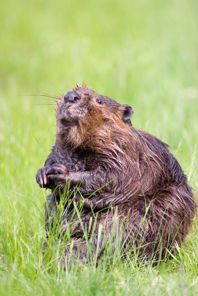 beaver, pond, wildlife