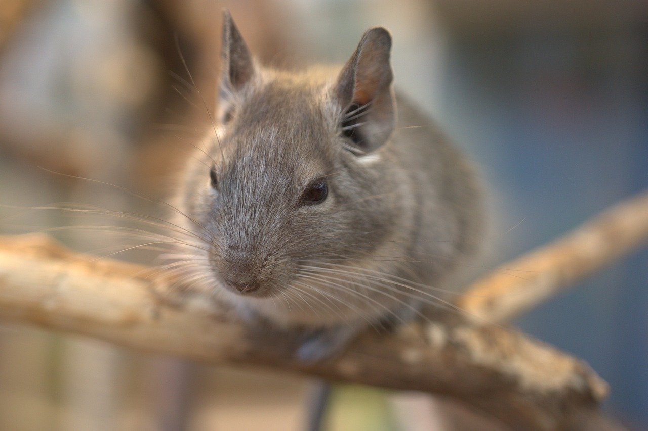 rodent, chinchilla, mouse