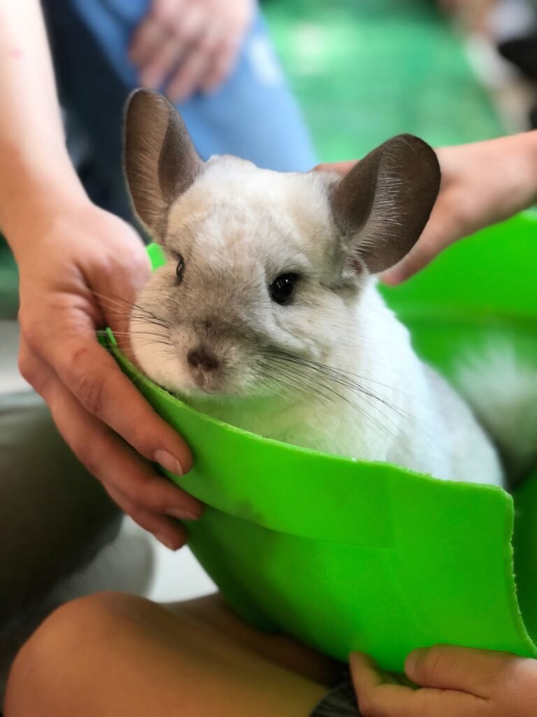 chinchilla, fluffy, fury