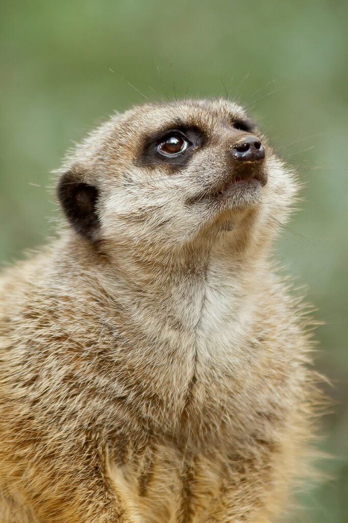 meerkat, predator, cute