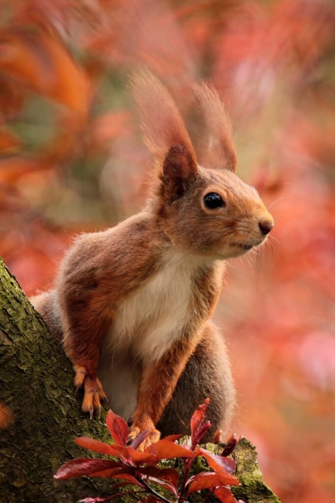 animal, squirrel, attentive