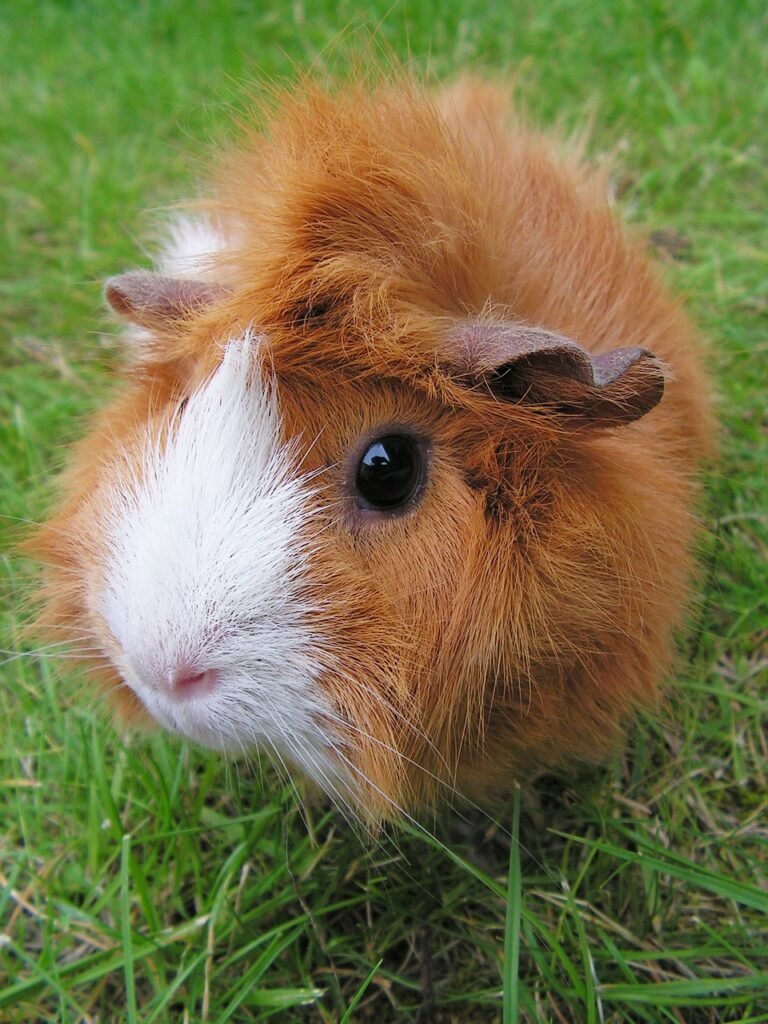 guinea pig, reddish, female