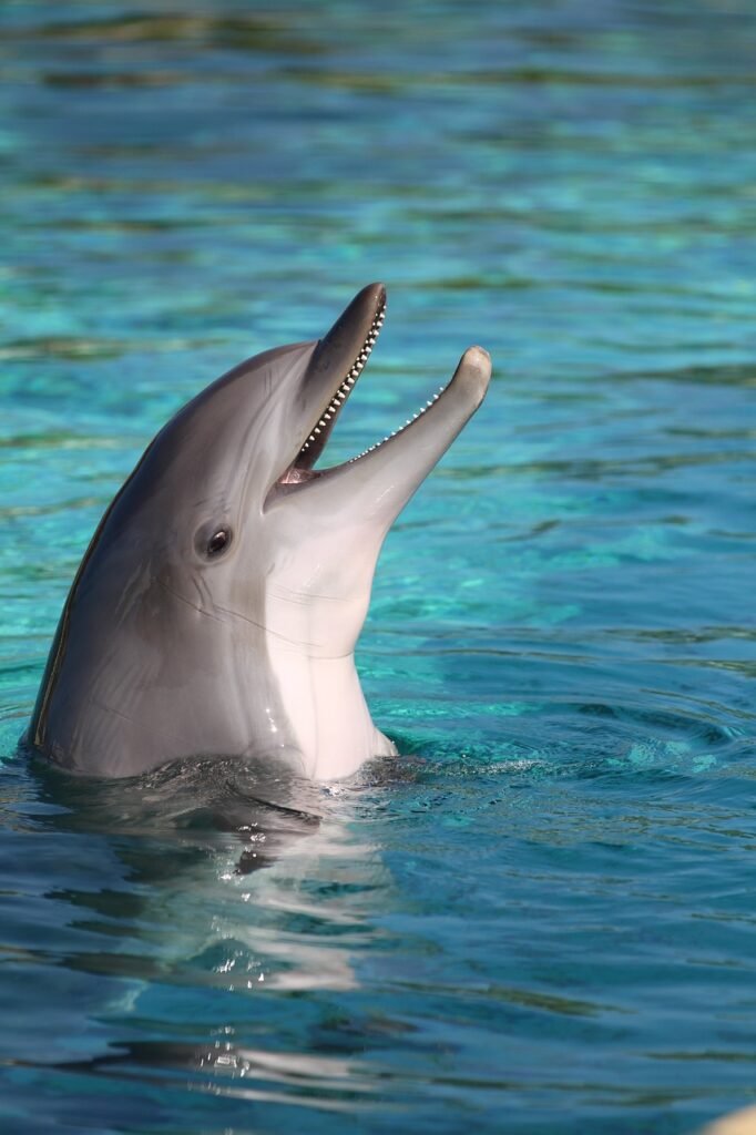 dolphin, sea, france