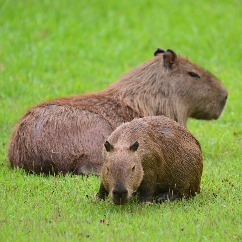 capybara, rodents, animals