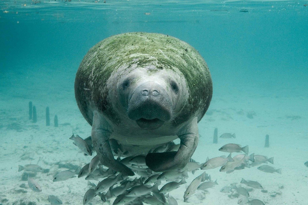 manatee, underwater, sea