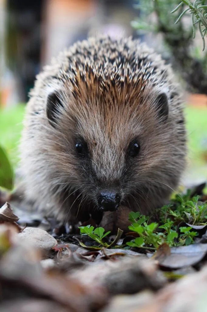 hedgehog, nature, cute