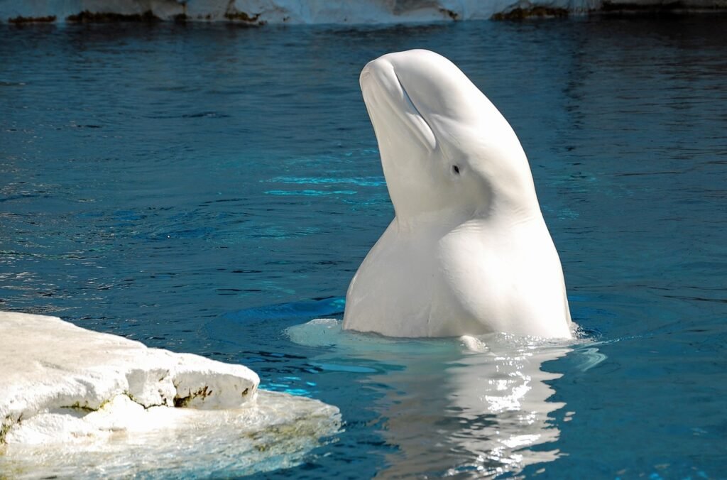 beluga whale, water, animal