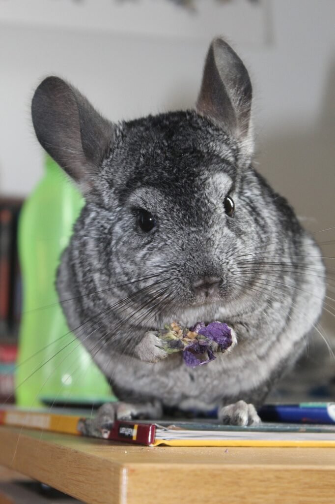 chinchilla, grey, standing