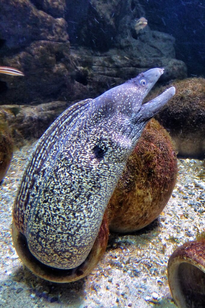 moray eel, fish, sea