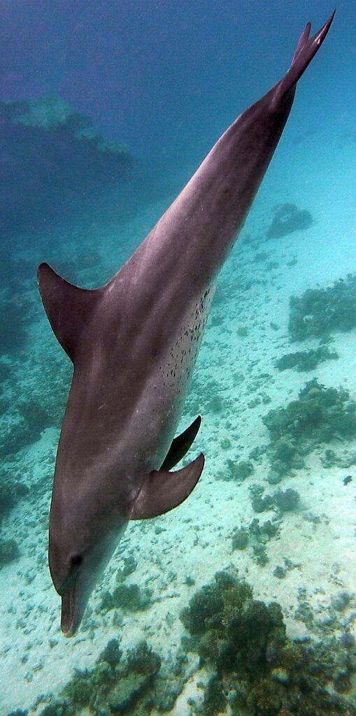 underwater, dolphin, dive