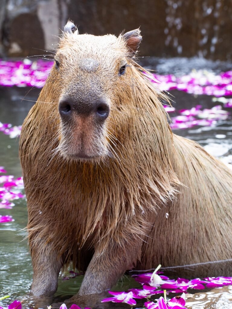 zoo, capybara, animal