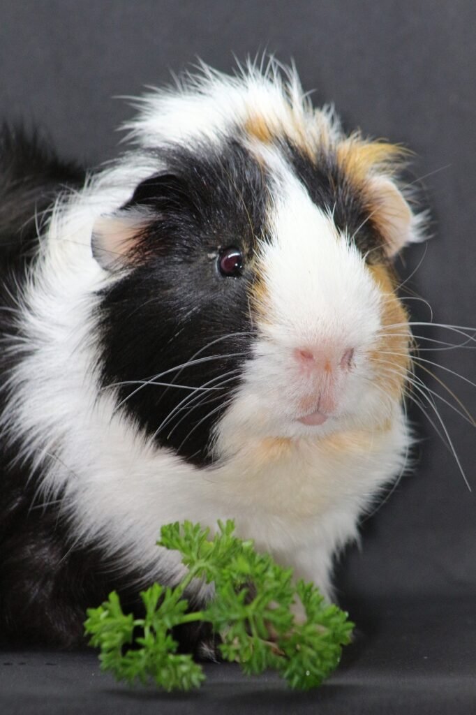 guinea pig, cute, nature