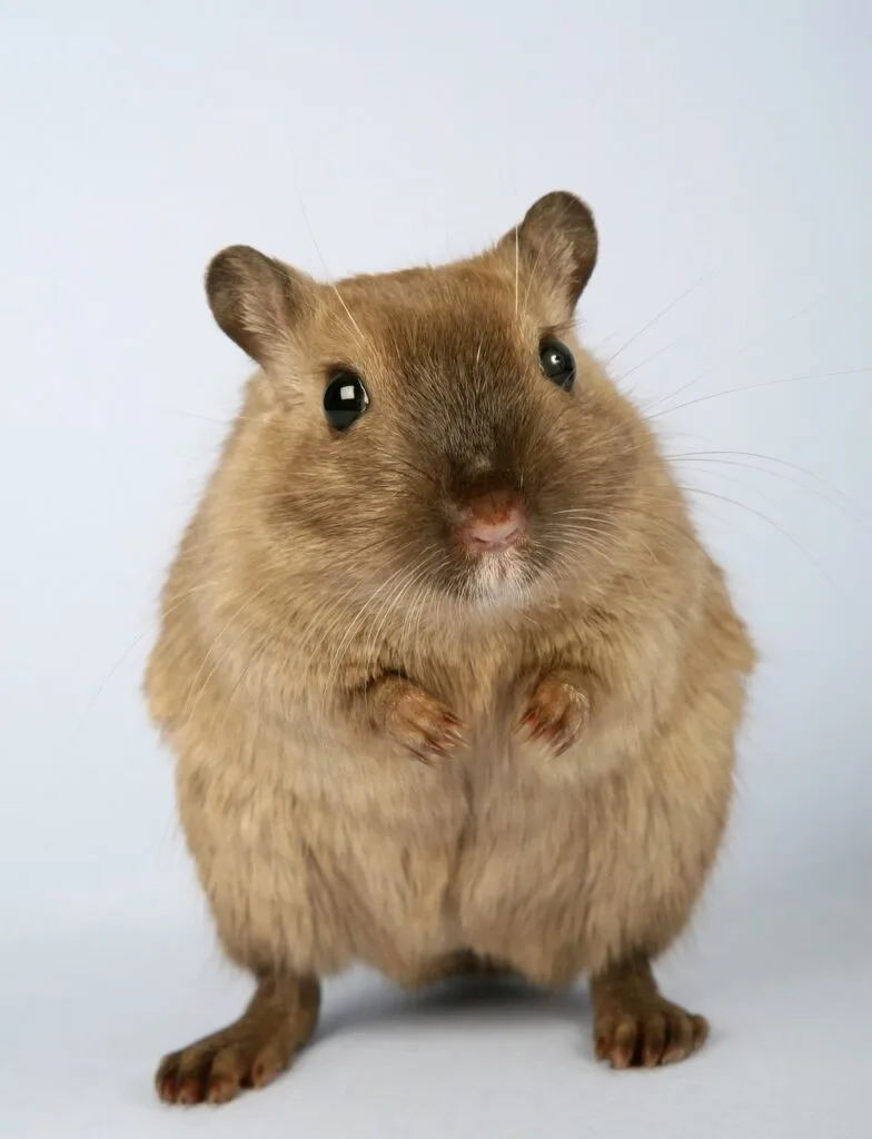 animal, creature, critter