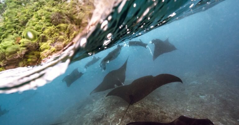300 Enchanting Manta Ray Names for Conservation and Connection