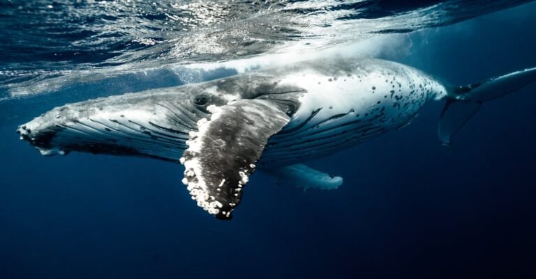 399 Unique Whale Names: Cute, Funny, and Inspired Choices
