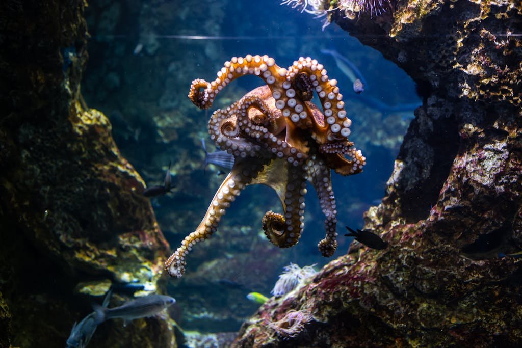 Octopus in the Water Near the Coral Reefs