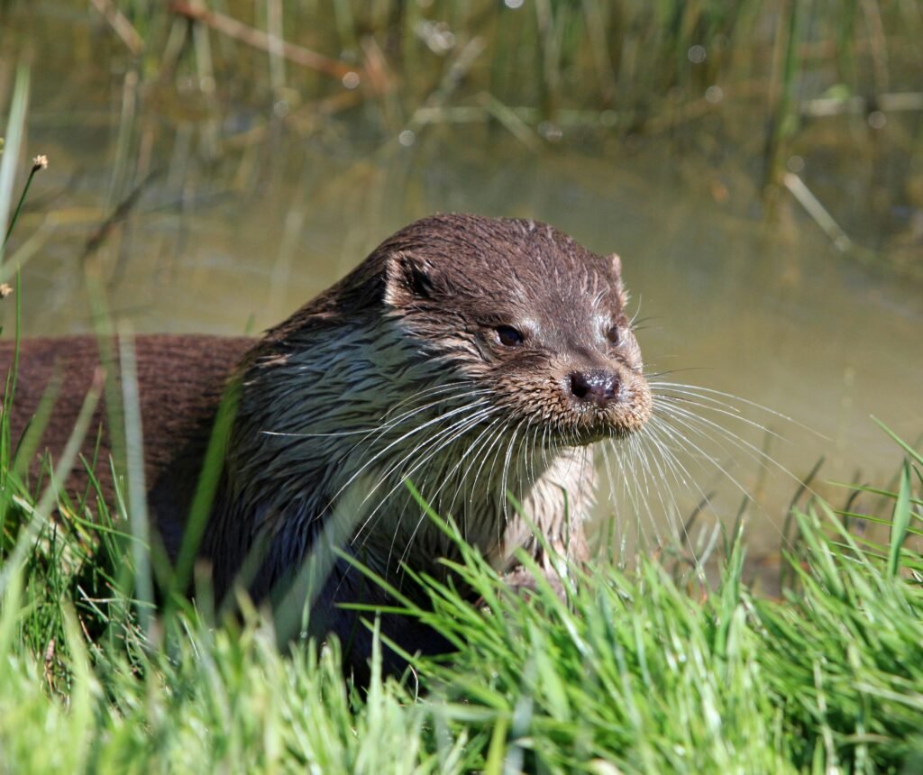 Brown Otter Near Green Grass