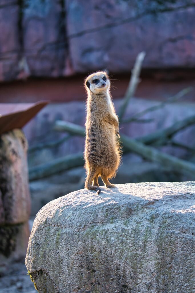 A Meerkat Standing on the Rock