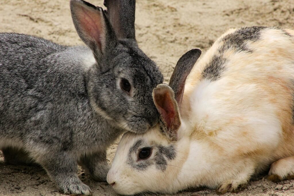 Close-up Photo of Rabbits Playing