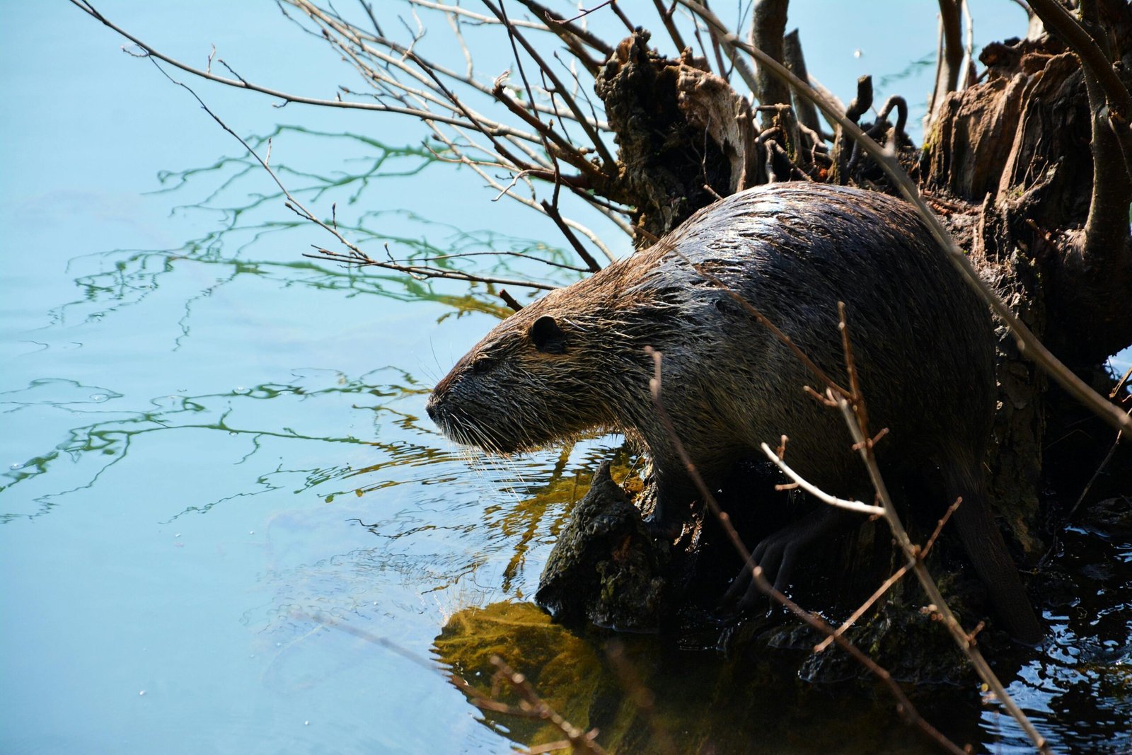 Eurasian Beaver on a Wood