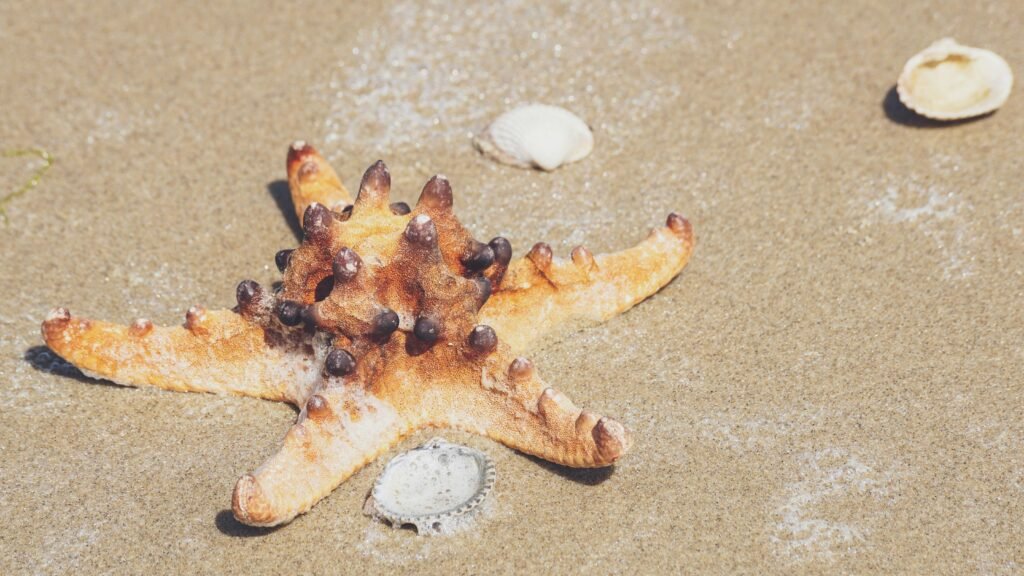 Star Fish On Sand