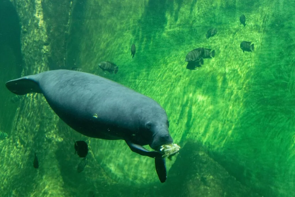 African Manatee Eating while Swimming Underwater