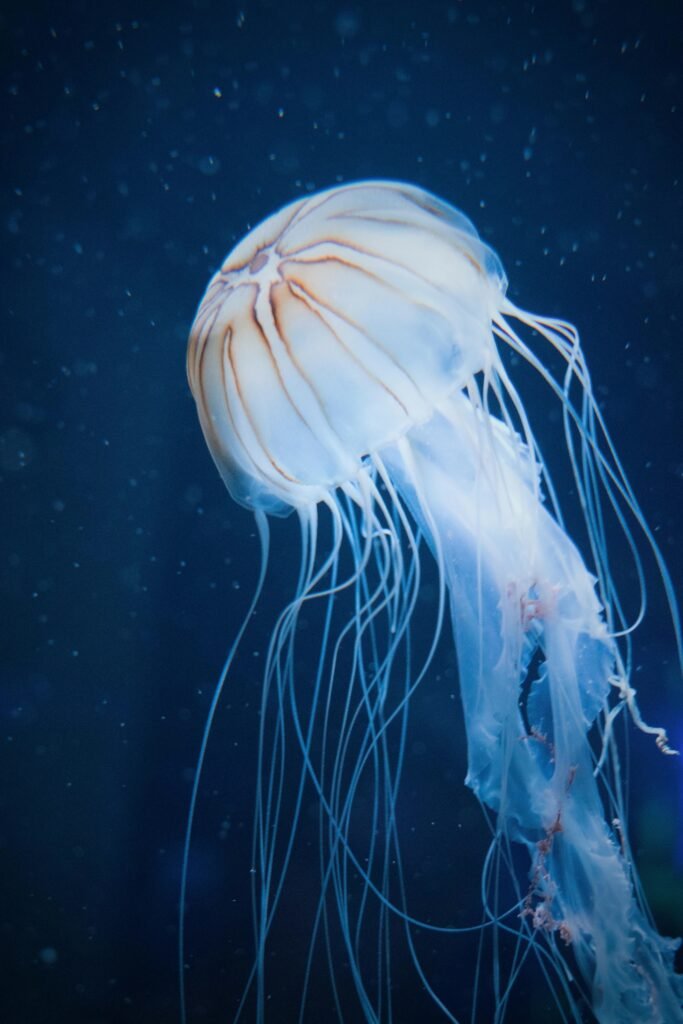 Close-up Photo of White Jellyfish