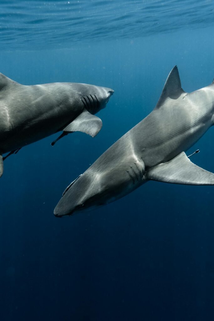 Two great white sharks swimming in the ocean