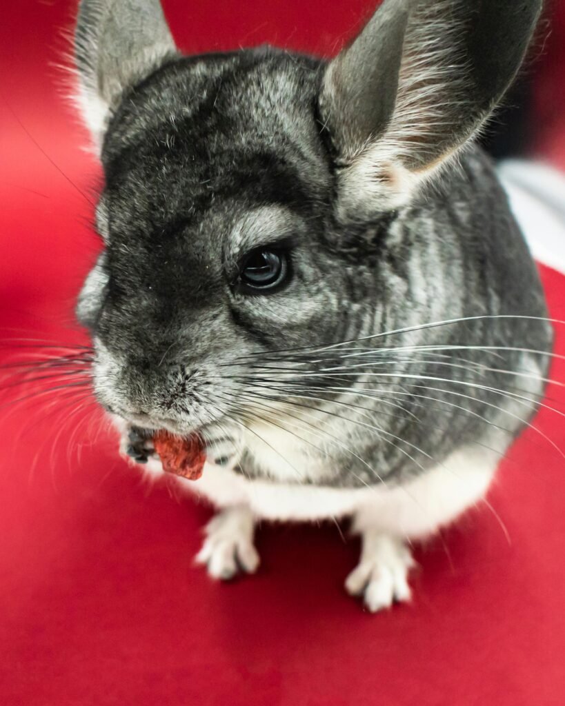 Close-up of a Chinchilla