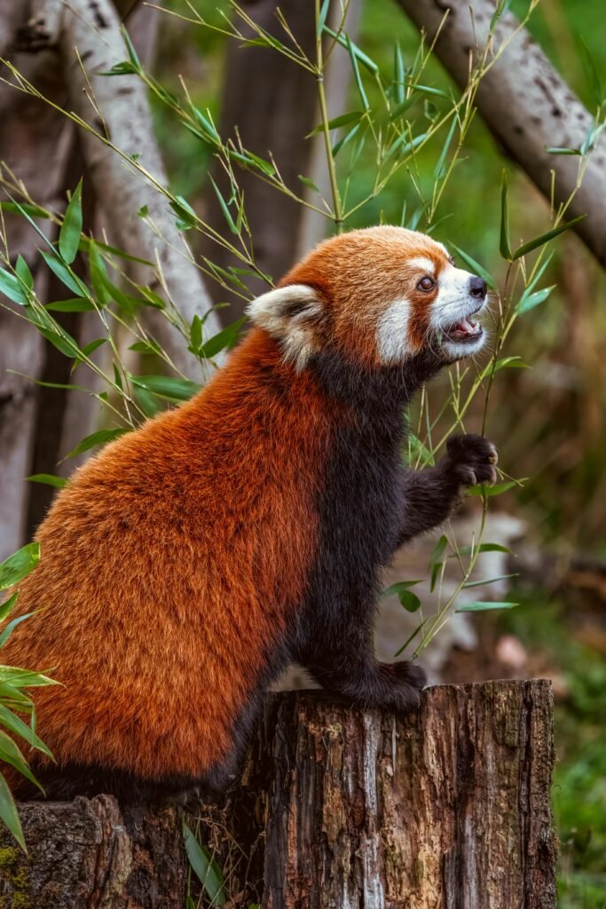 Rad Panda Eating a Plant