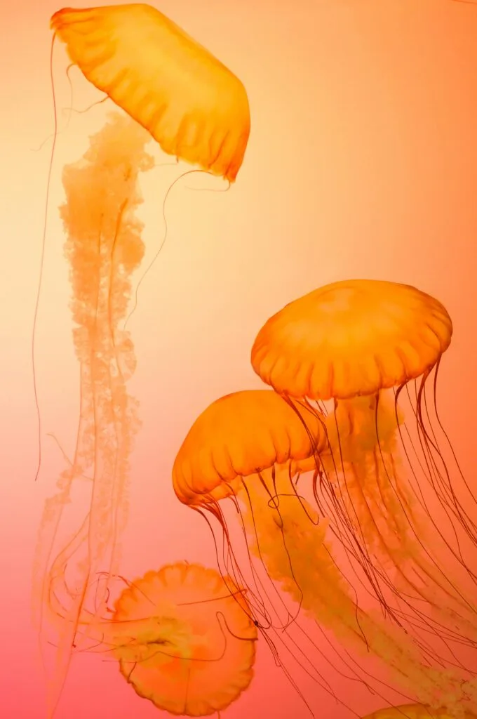 Orange Jellyfish Wallpaper