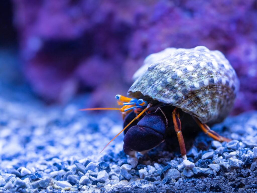 Crab at the Bottom of the Ocean