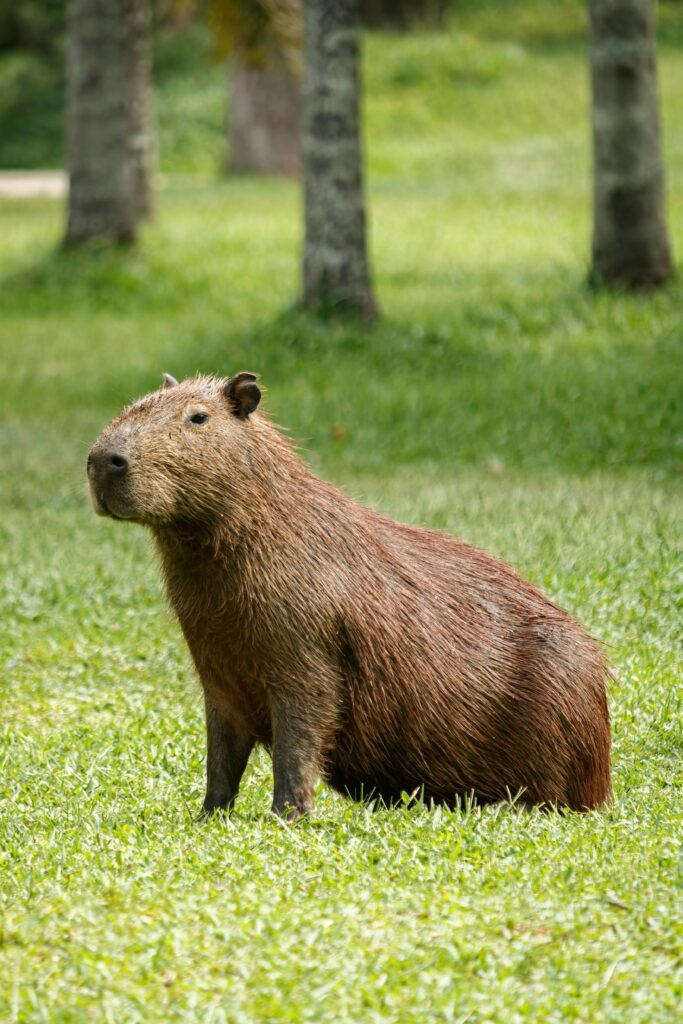 Capybara on Grass