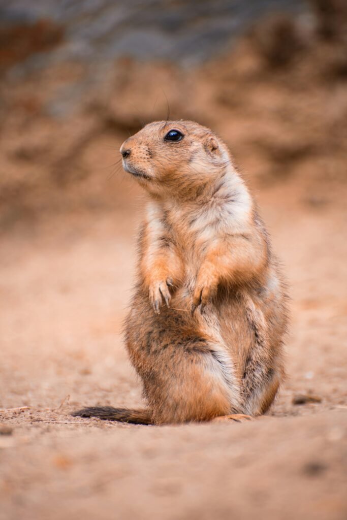 Prairie dog is looking for something